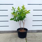 Zemolez kamčatský - Kamčatská čučoriedka (Lonicera kamtschatica) ‘INDIGO GEM’ - skorá, výška 30-40 cm, kont. C2L